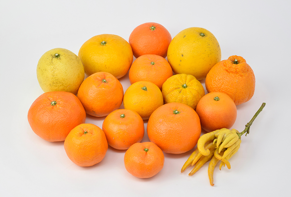 柑橘集合_小